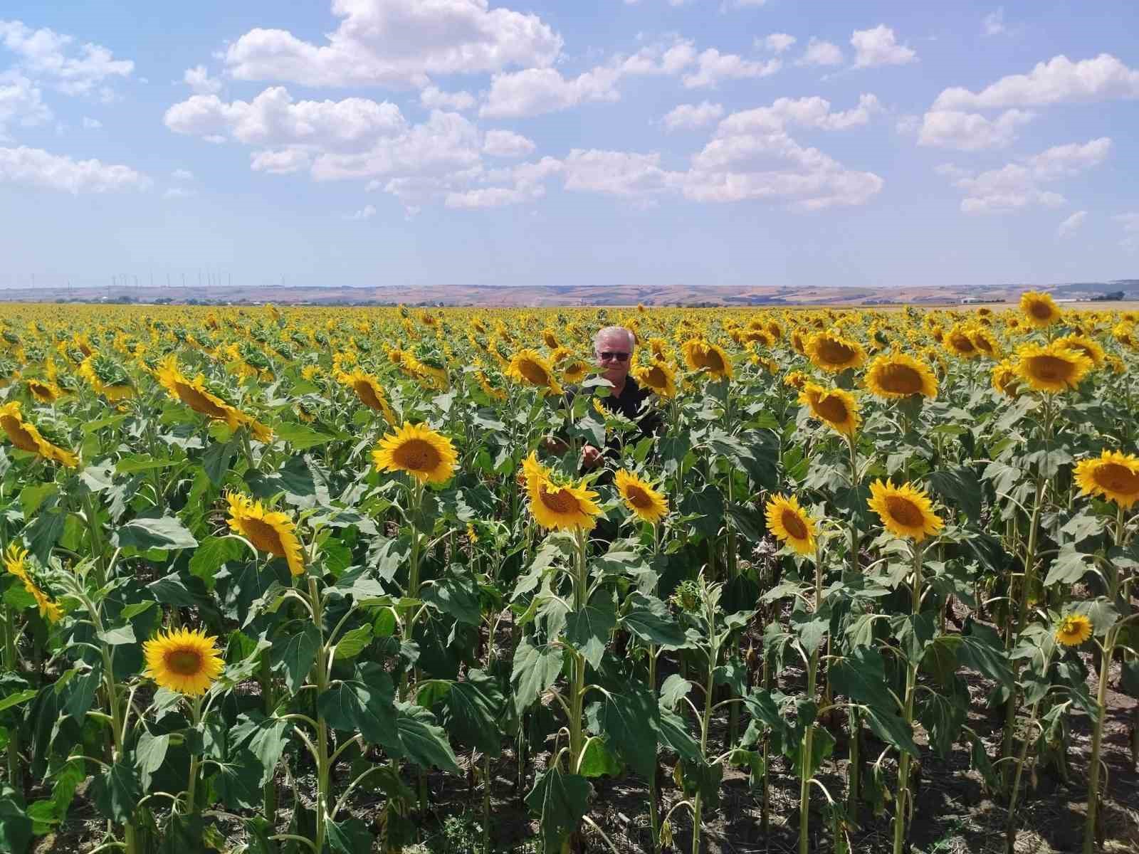 Anıza ayçiçeği ekimi yapan çiftçi kazanıyor