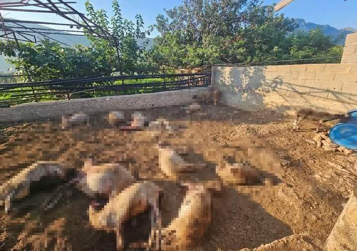 Mersin’de ağıla giren kurtlar 29 koyunu telef etti