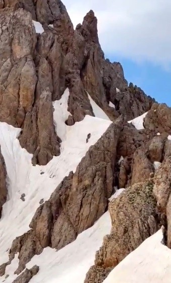 Yaz ortasında karlı zirvede ayı sürprizi