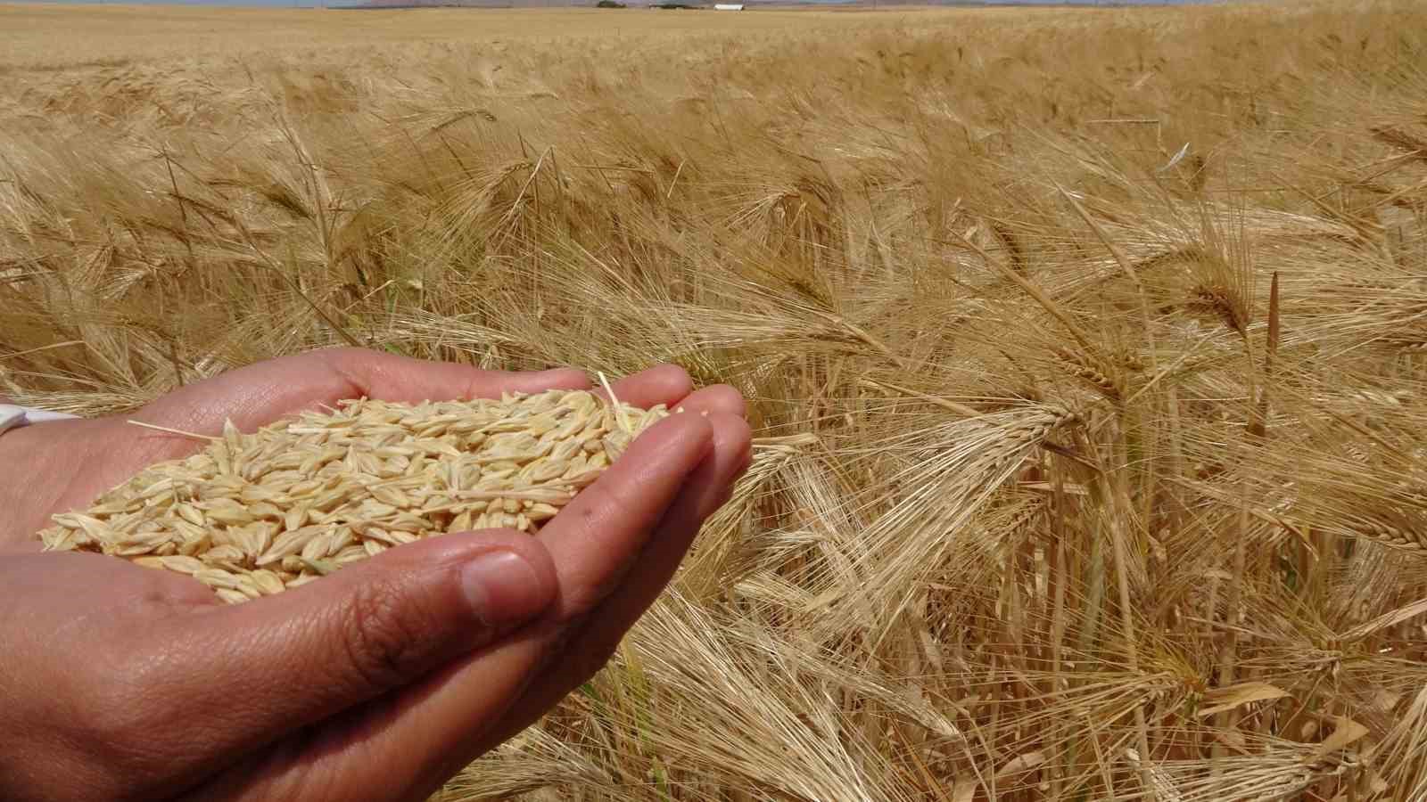 Yozgat’ta arpa hasadı başladı