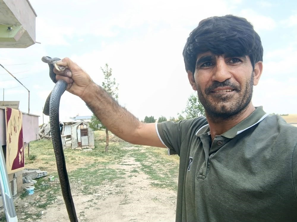Siirt’te evine giren yılanı eliyle yakaladı
