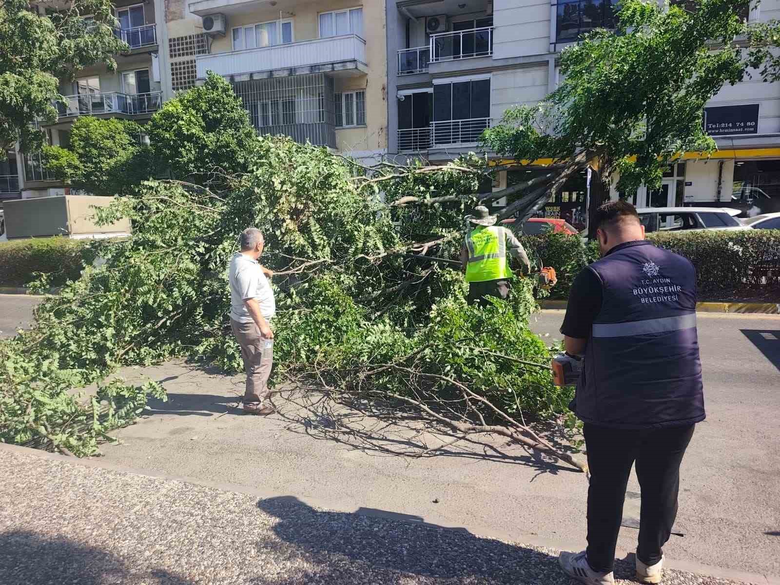 Seyir halindeki otomobilin üzerine ağaç devrildi