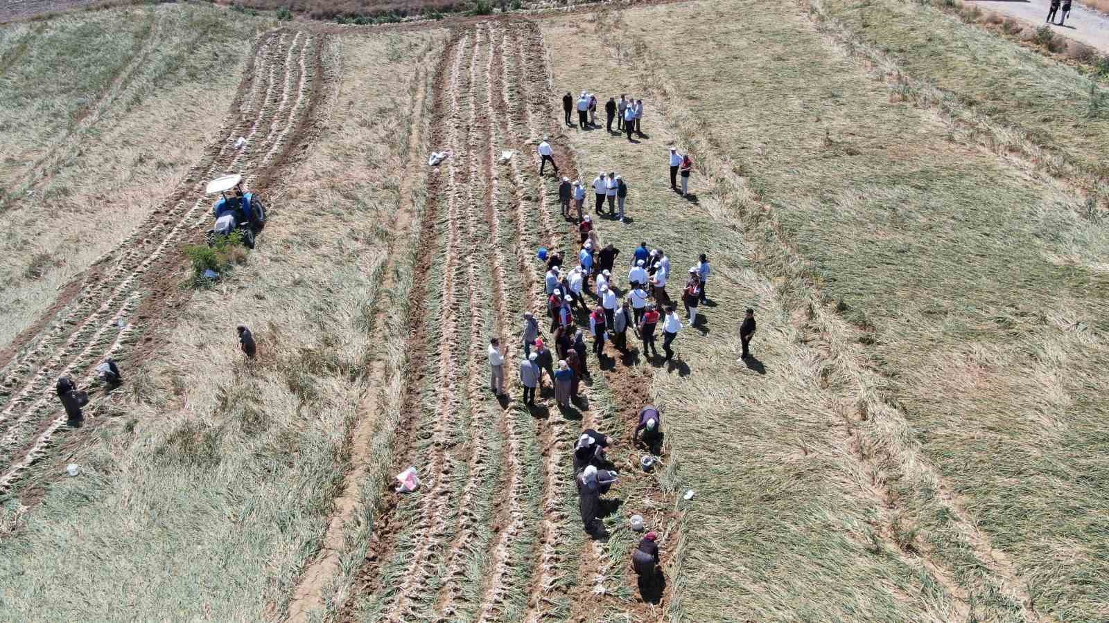 Dünyaca ünlü Taşköprü sarımsağının hasadı başladı