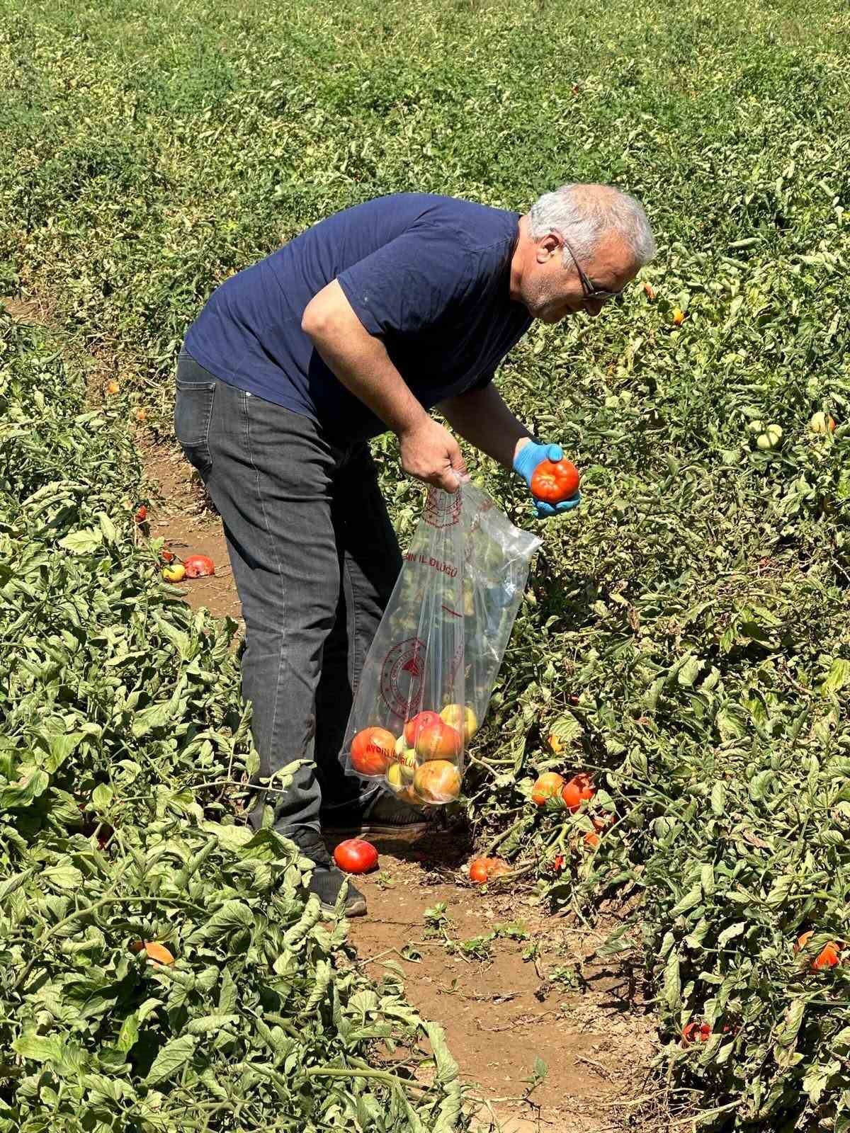 Köşk’te domateste hasat öncesi ilaç kalıntısı denetimi başladı