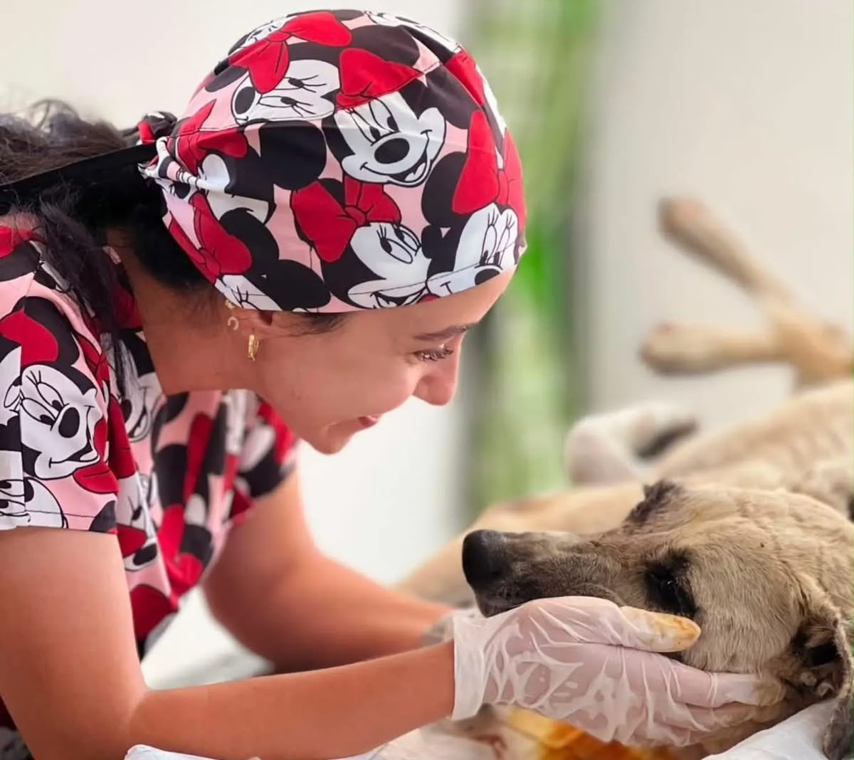 Gözüne bağ çubuğu saplanan köpek yeniden hayata tutundu