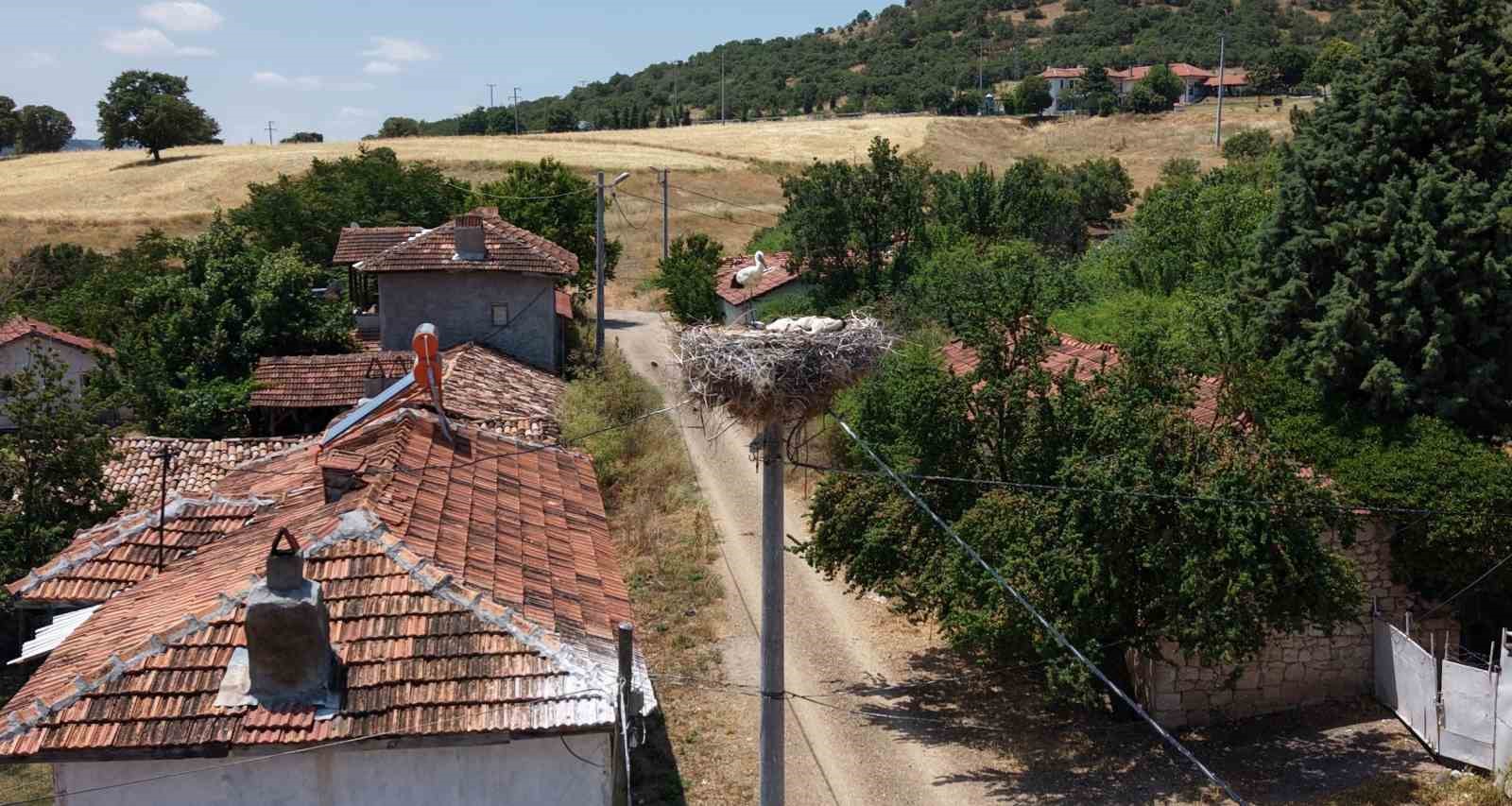 Kütahya’da leylekler bu köyün maskotu oldu