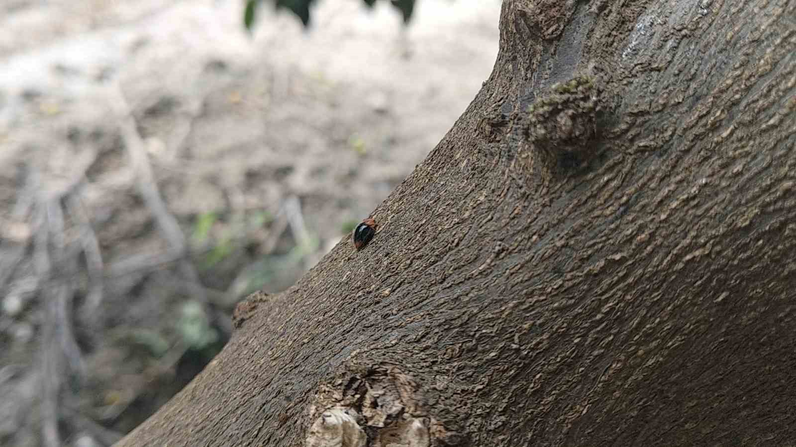 Narenciyede zararlılara karşı faydalı böcek seferberliği