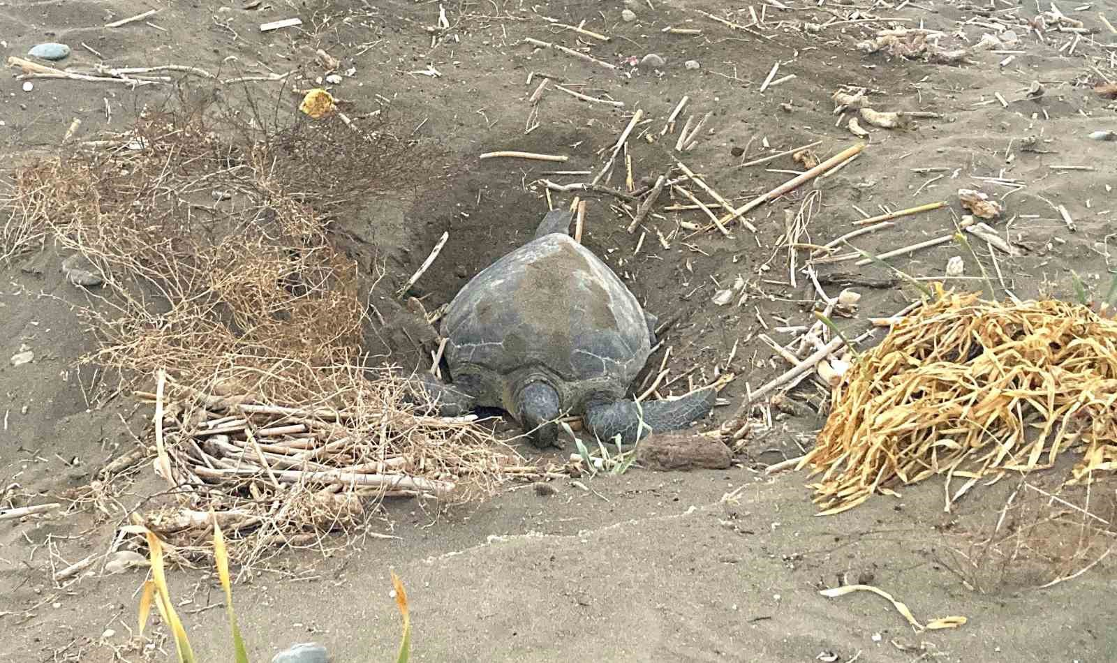 Popülasyonu artıyor: Caretta carettaların yuvalaması geç başladı, yoğun sürüyor