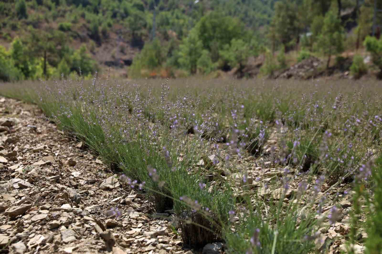 Alanya Belediyesi’nin lavanta bahçesinde ilk hasat yapıldı