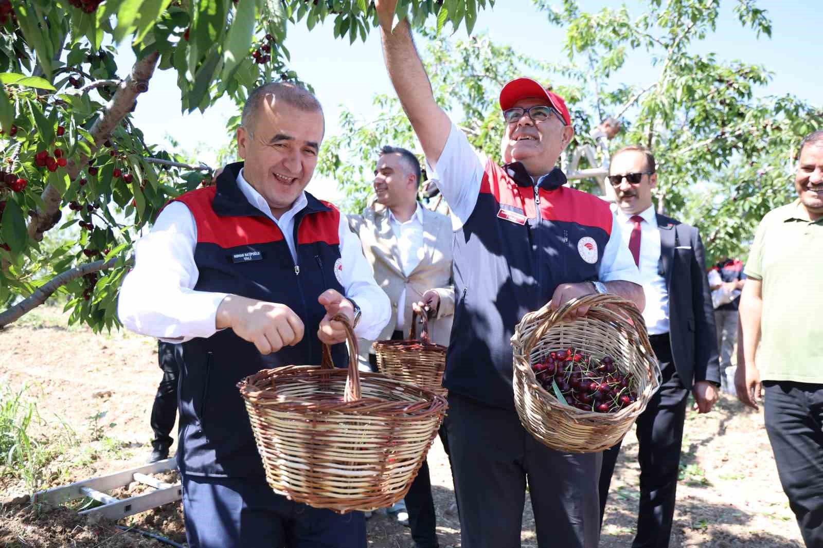Elazığ’da 7 bin dekar alanda kiraz hasadı devam ediyor