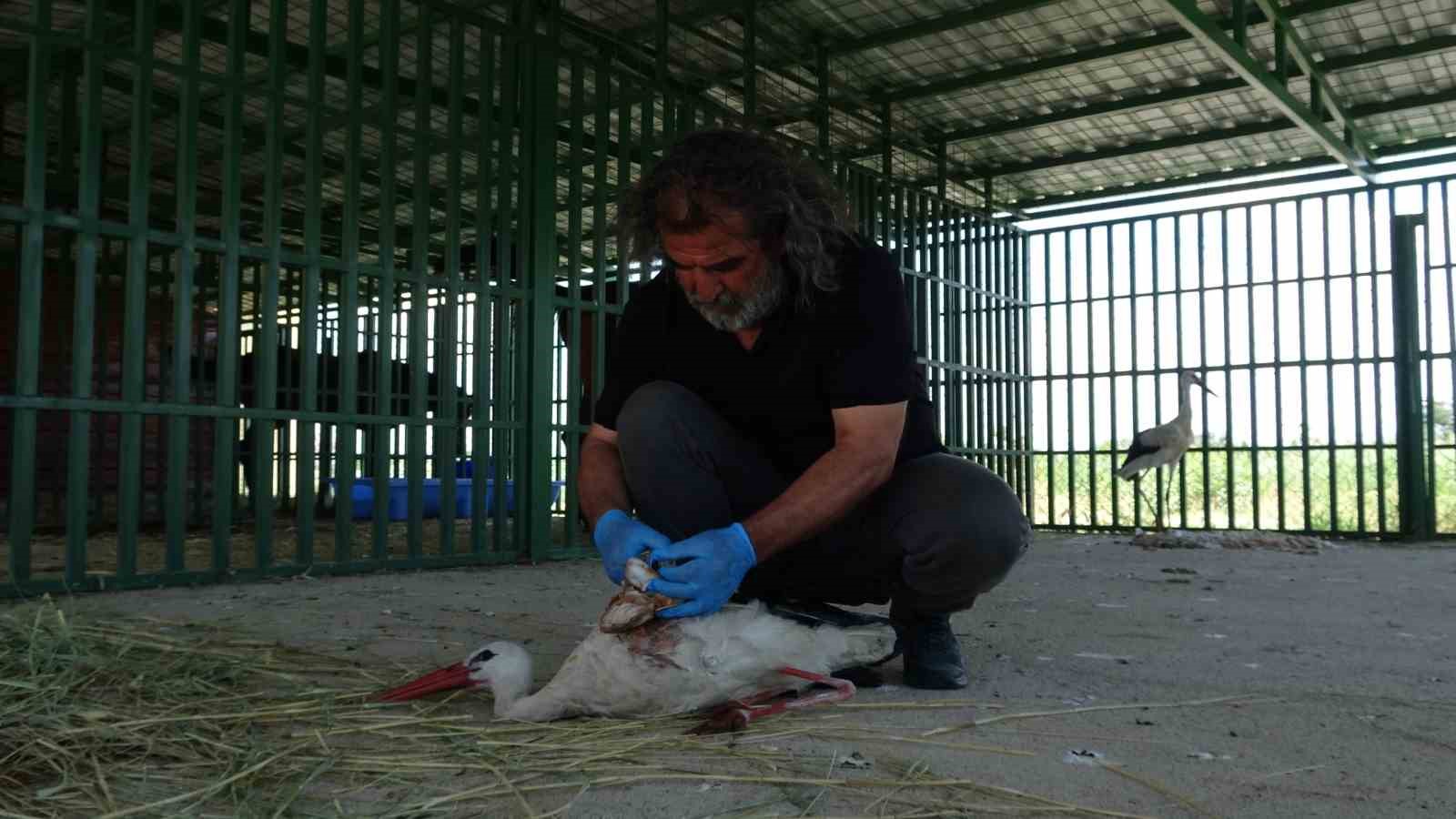 Yaban hayvanlarının ’kreş’ dönemi tamamlandı: Öksüz yavrular rehabilitasyonun ardından doğaya bırakıldı
