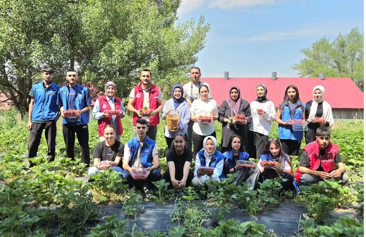 Ağrılı gönüllü gençlerden çilek hasadına destek