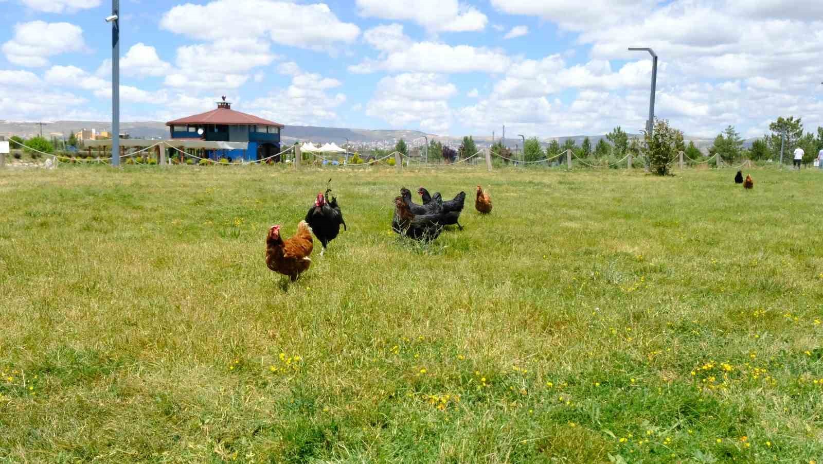 Keneyle mücadelede gezici tavuk kümesi uygulaması