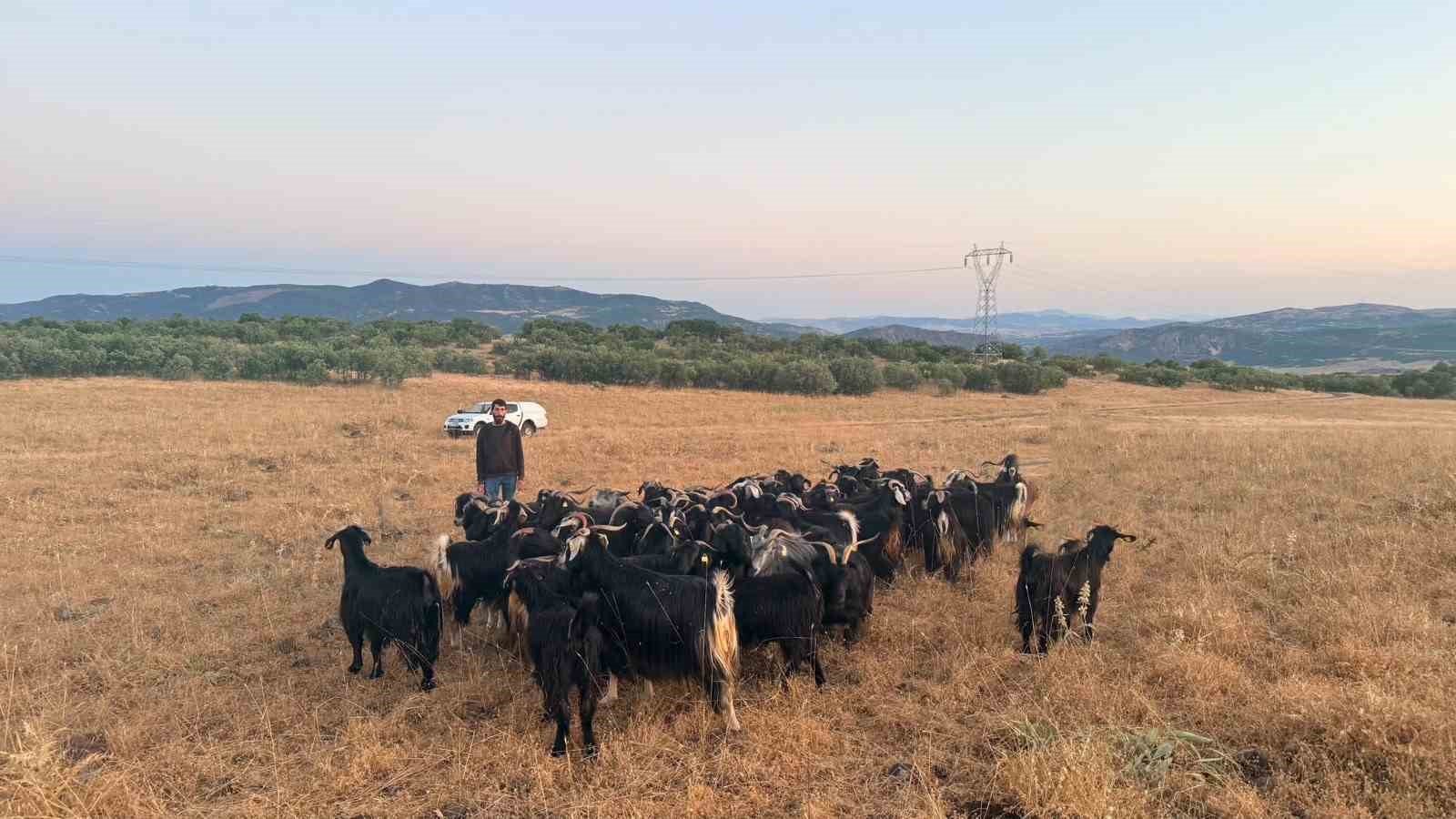 Elazığ’da kaybolan 30 keçi dron destekli çalışmayla bulundu