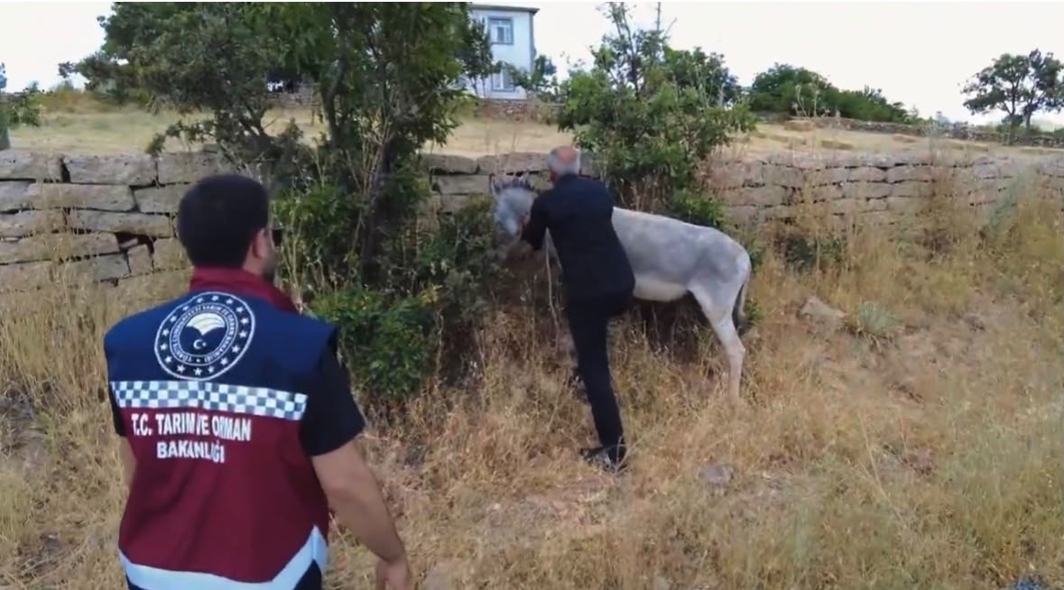 Bingöl’de 68 başıboş hayvan toplandı