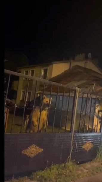 Sarıkamış’ta bu kez roller değişti: Vatandaş dışarıda bekledi, ayılar bahçede misafir oldu