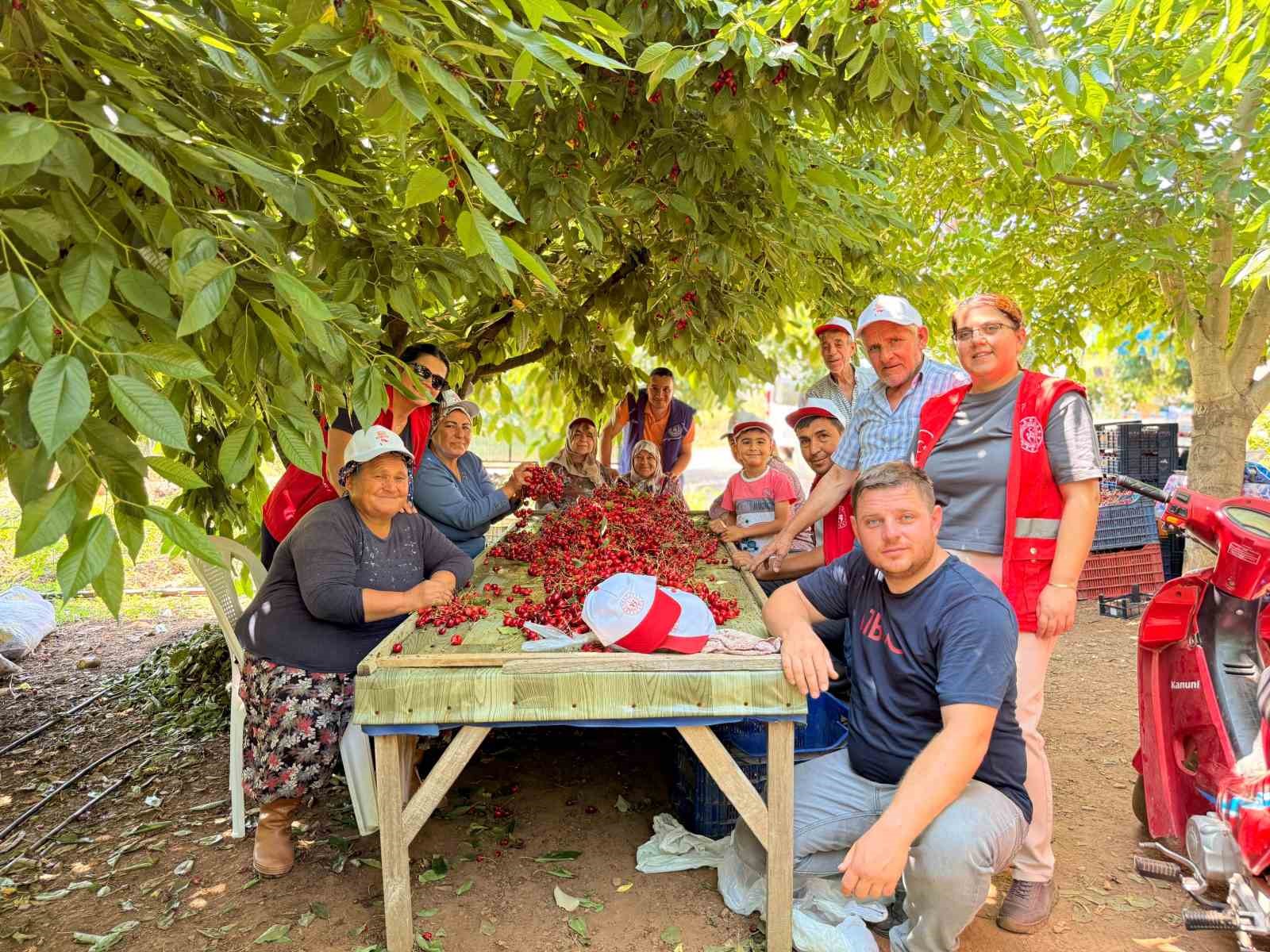 Bayındırlı gençler kiraz hasadına katıldı, üreticilere destek verdi