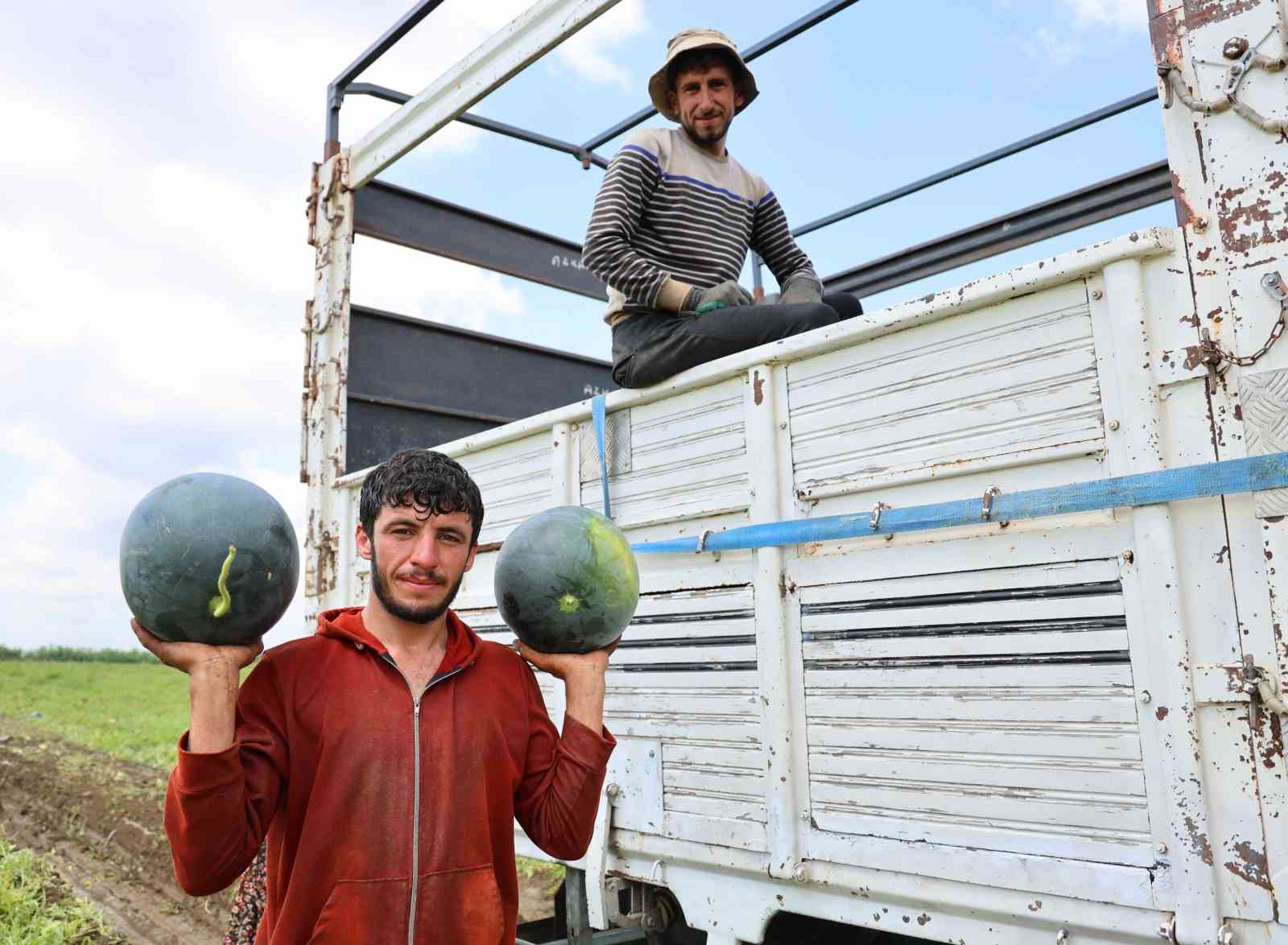 Adana’da karpuz hasadında sona gelindi