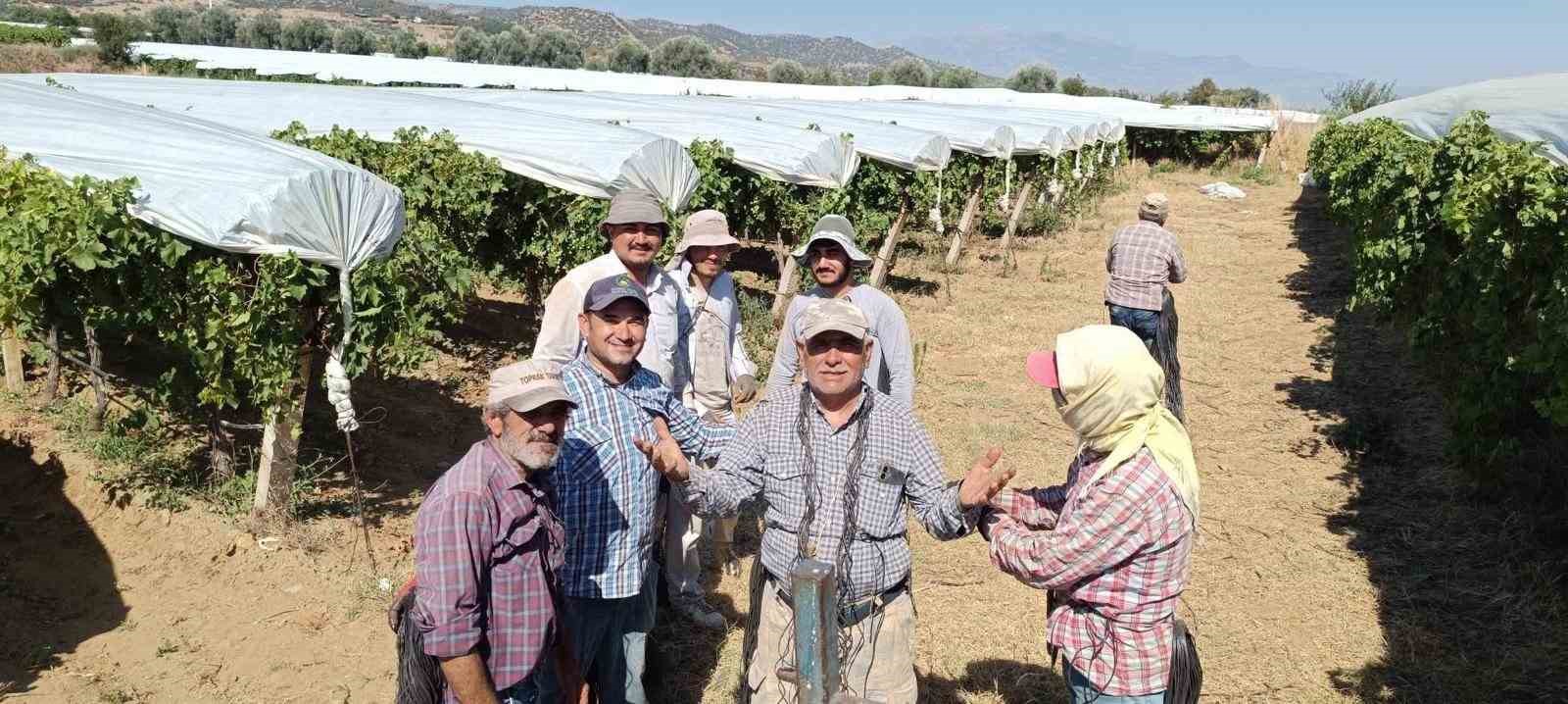 Dünyaca ünlü Sultaniye üzümüne beyaz kalkan