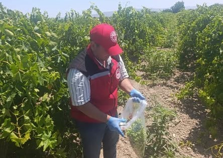 Salihli’de pestisit kalıntısına sıkı denetim