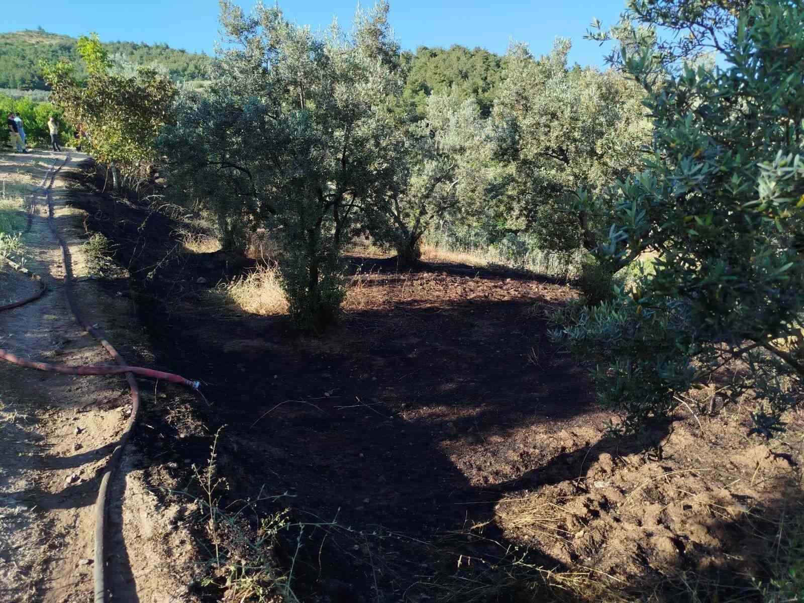 Bilecik’te zeytin tarlasında çıkan yangın korkuttu