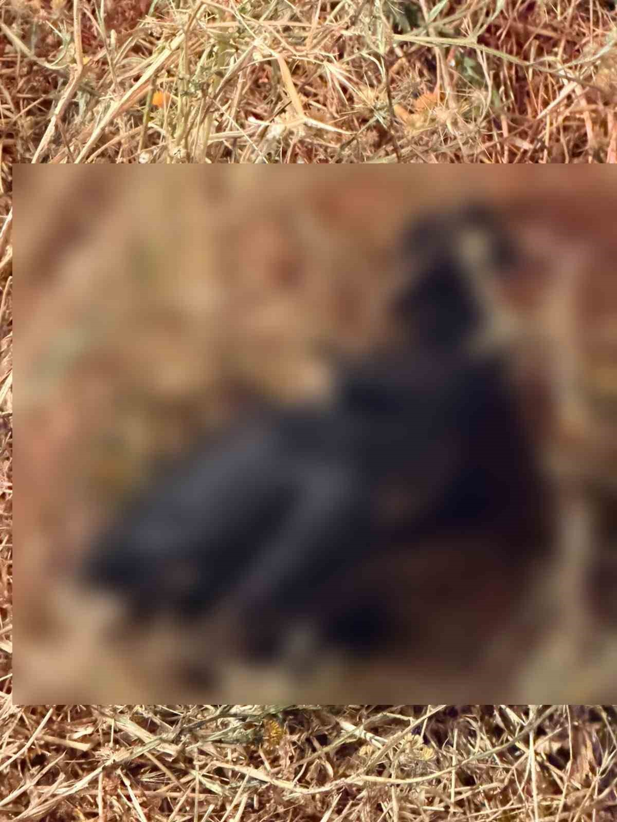 Bahçe yangınında hayvanlar telef oldu