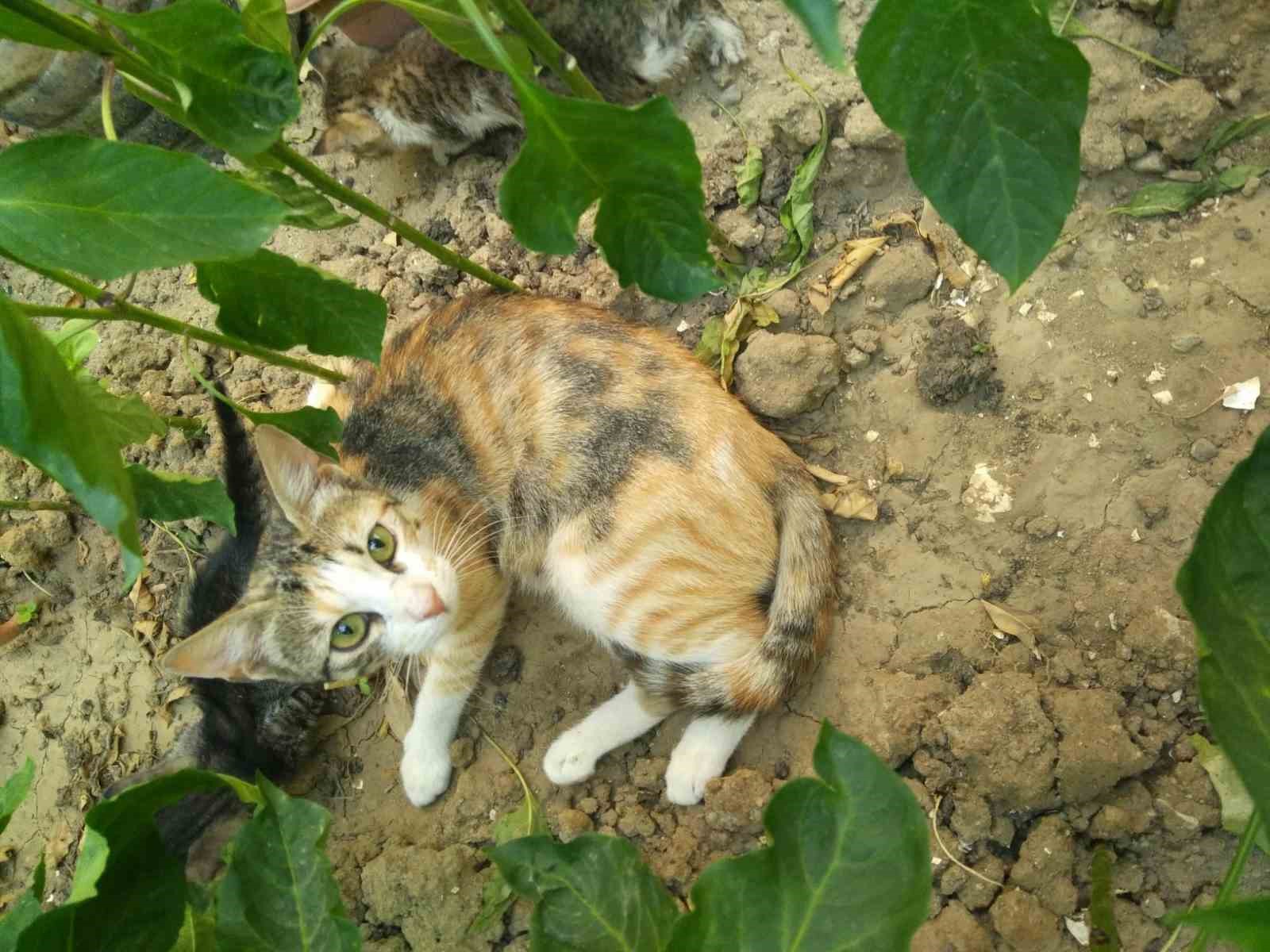 Burhaniye’de boruda sıkışan kedileri itfaiye kurtardı