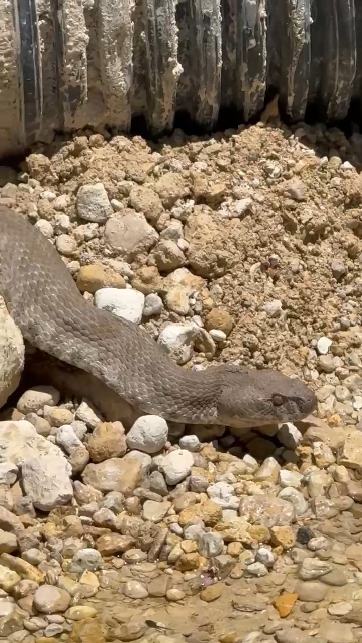Tunceli’de koca engerek yılanı görüntülendi