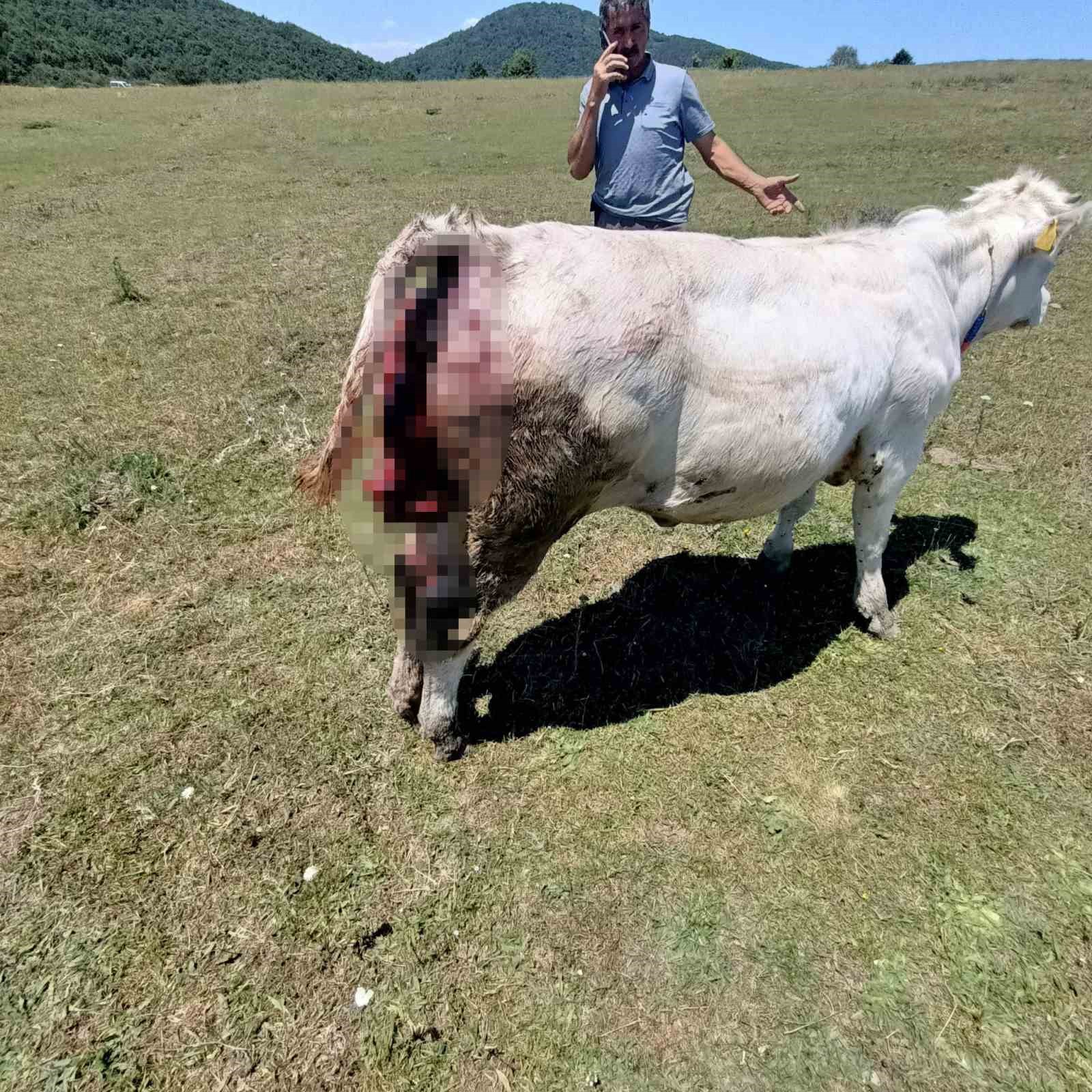 Kovalı Yaylası’nda ayı alarmı: Üreticiler yetkililere seslendi