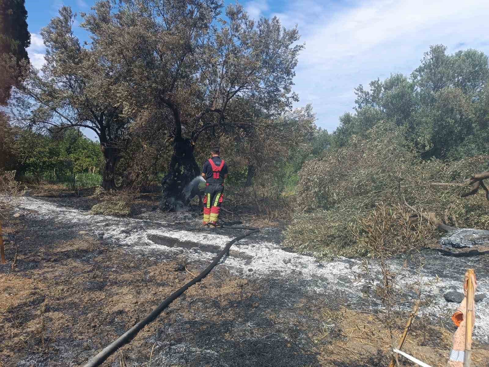 Havran’da zeytinlik yangını