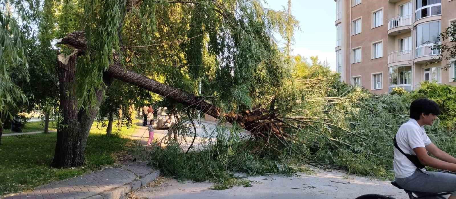 Şiddetli rüzgar parktaki ağacı devirdi