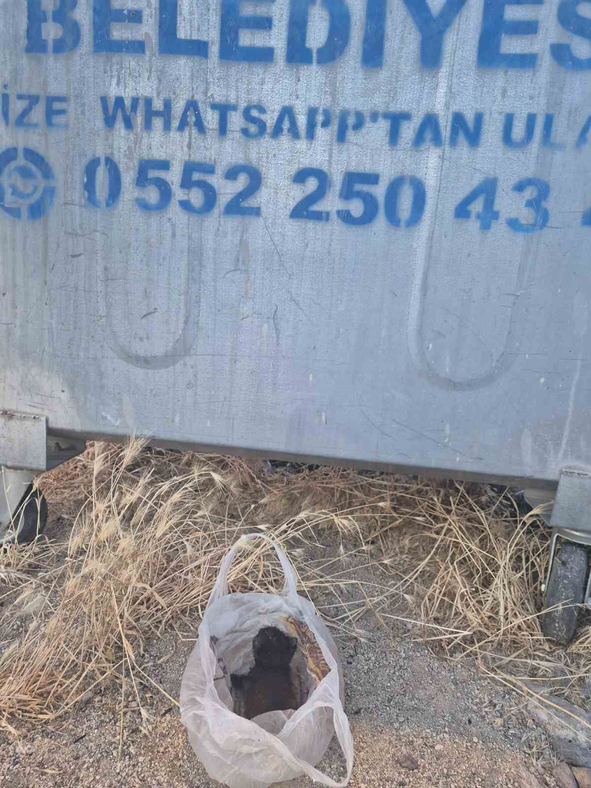 Eskişehir’de kan donduran olay: Yavru kedinin ağzını bantlayıp poşetle çöpe attılar