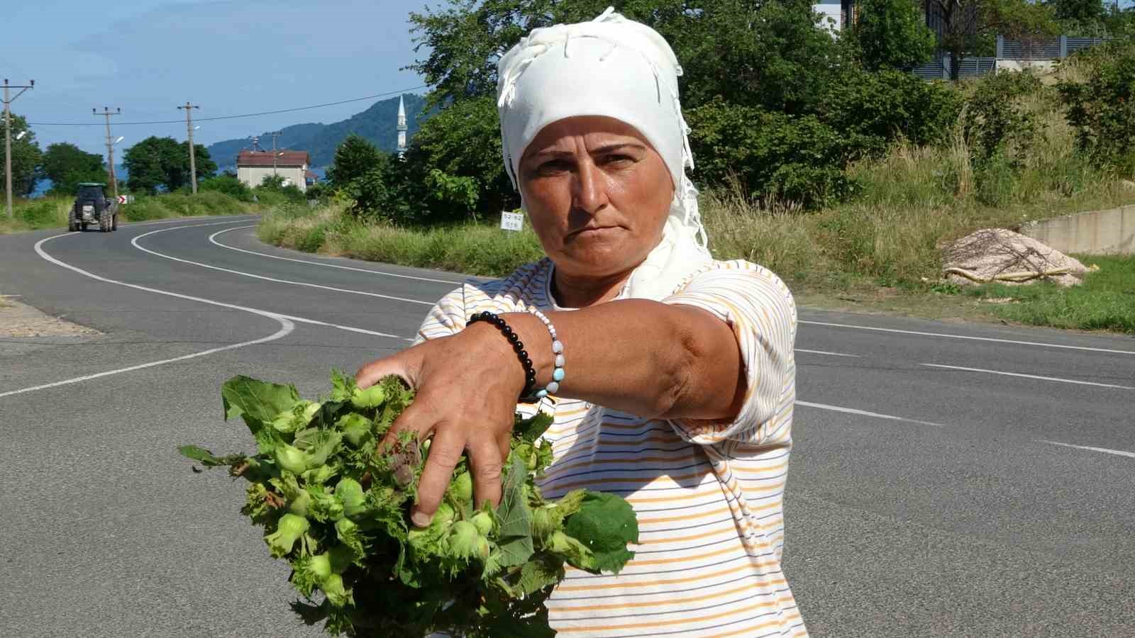 Ordu’da taze fındık tezgahlarda: Kilosu 200 lira