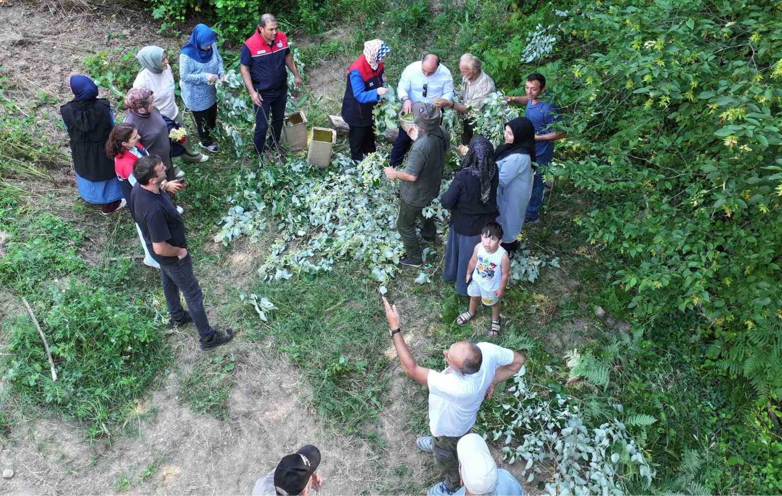 Düzce’de ıhlamur hasadı başladı