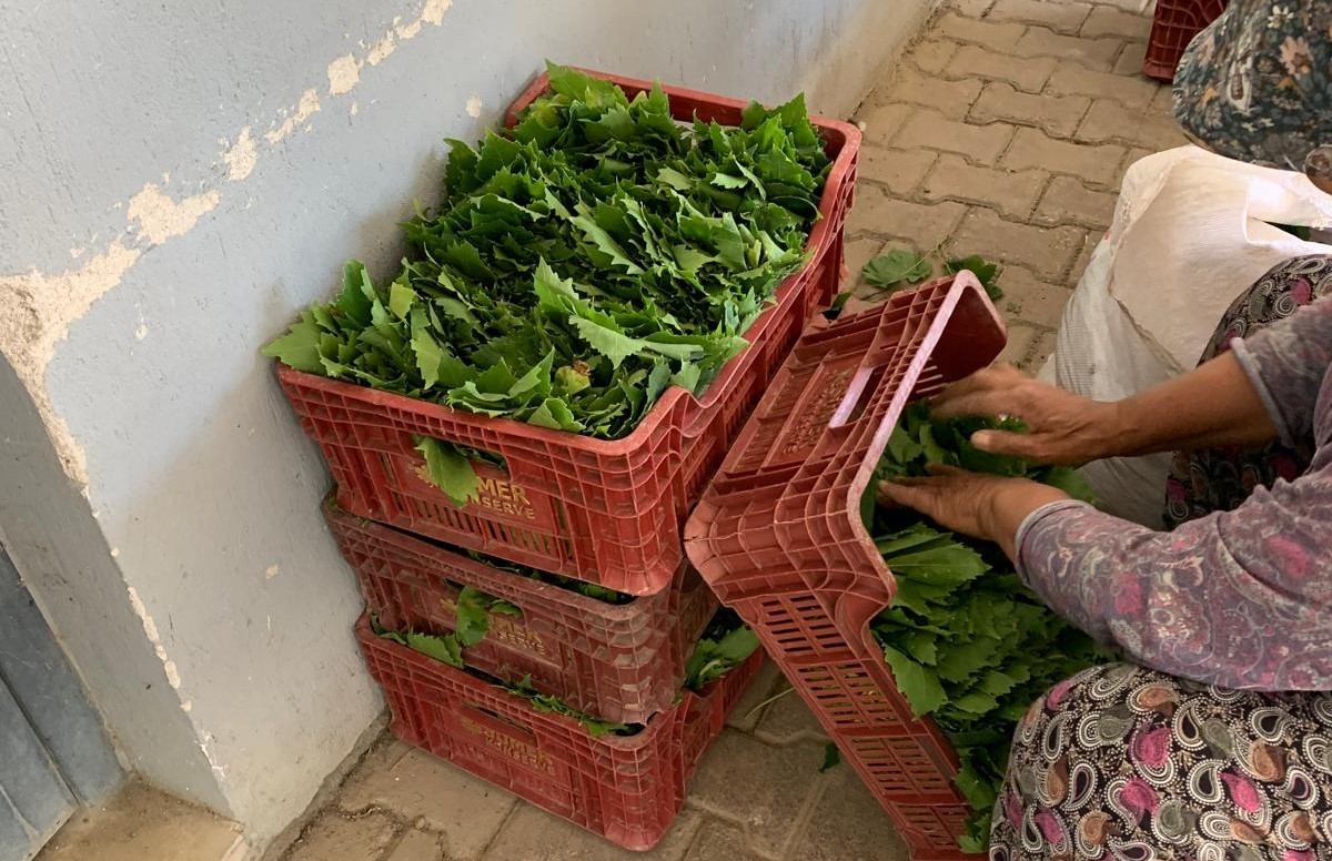 Sarıgöl’de yaprak fiyatları 35-40 TL’ye geriledi