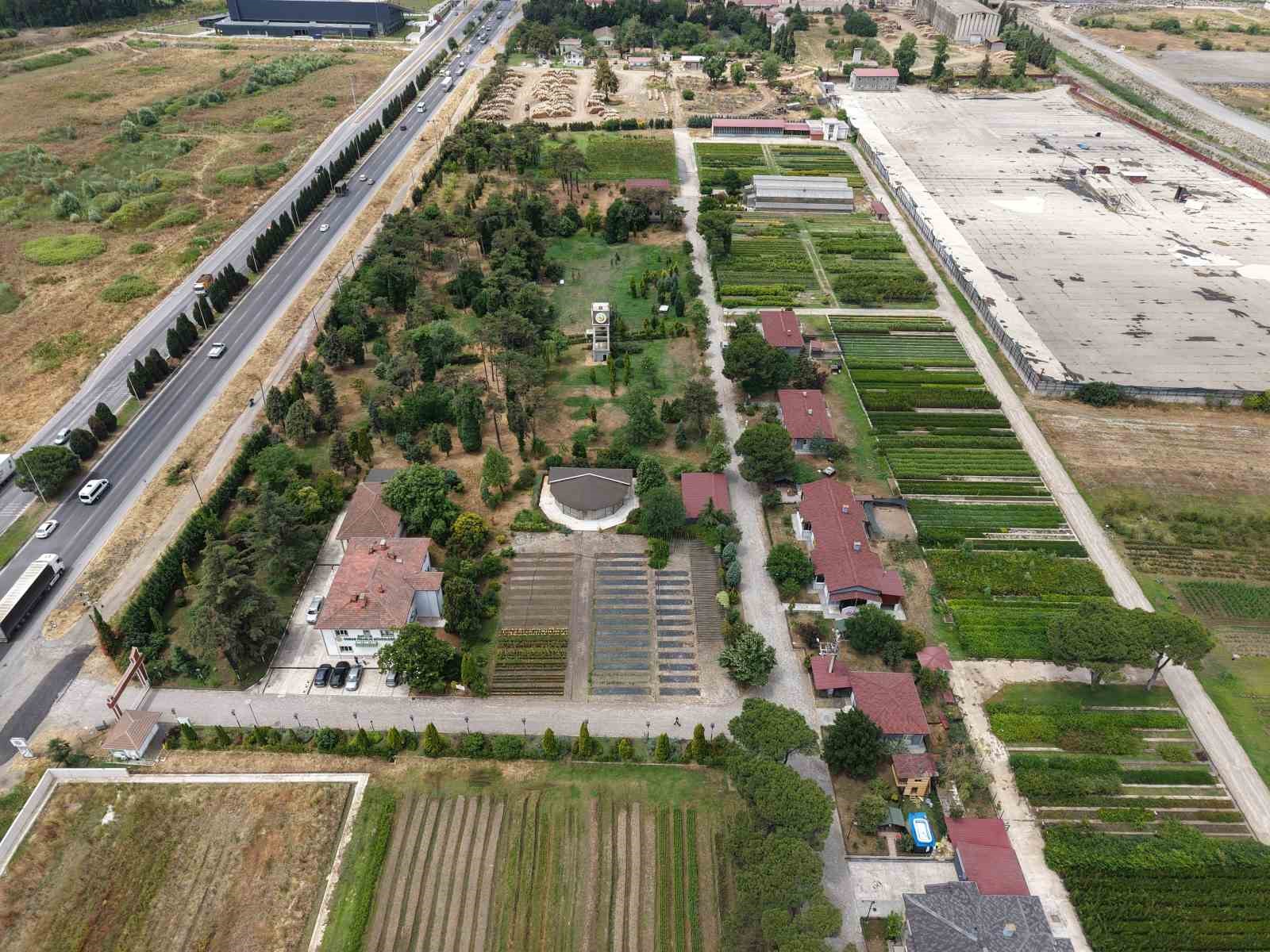 Samsun’dan ’Yeşil Vatan’a yılda 3 milyon fidan