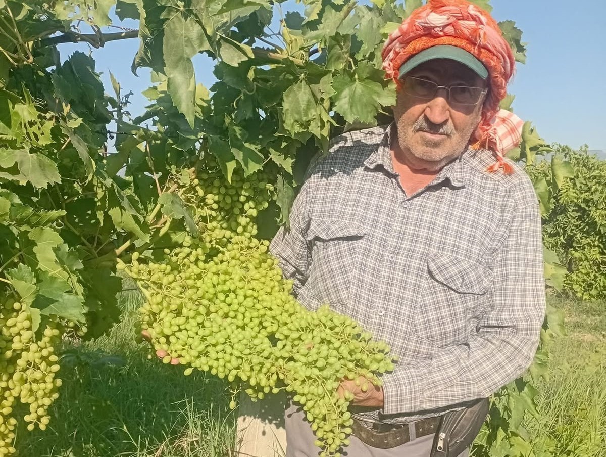 Sarıgöl’de dev salkımlar ihracat yolunda