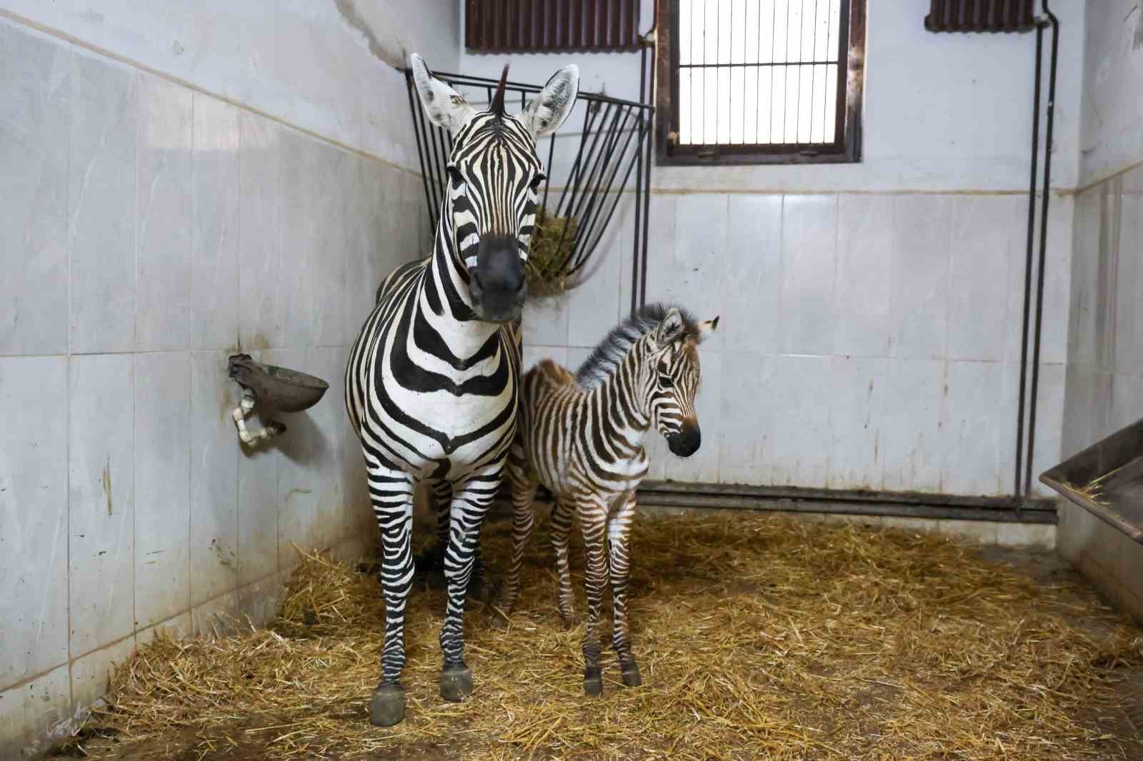 Bursa Hayvanat Bahçesi’nde zebra ailesi büyüyor