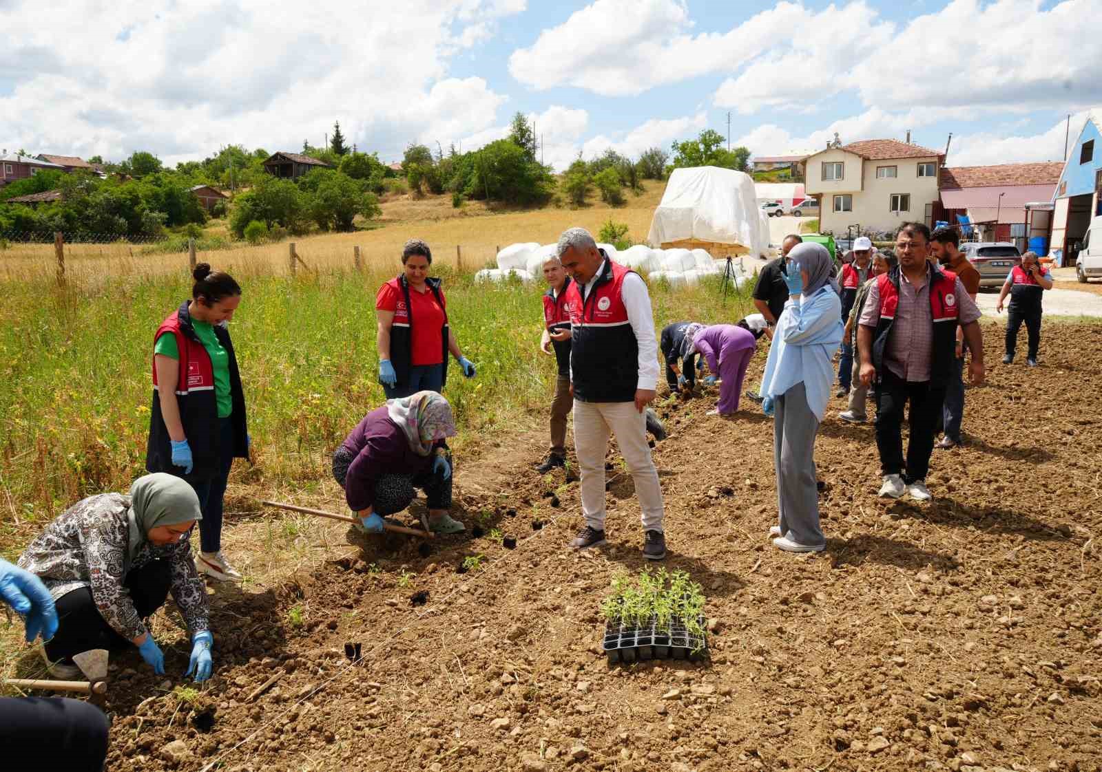 Üniversite serasında üretiliyor: Çiftçilerin geliri aromatik bitkilerle artacak