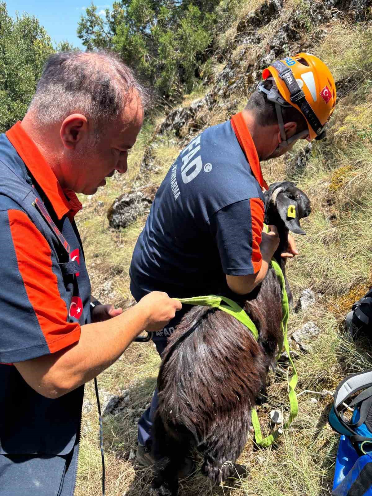 Dağda mahsur kalan keçiler kurtarıldı