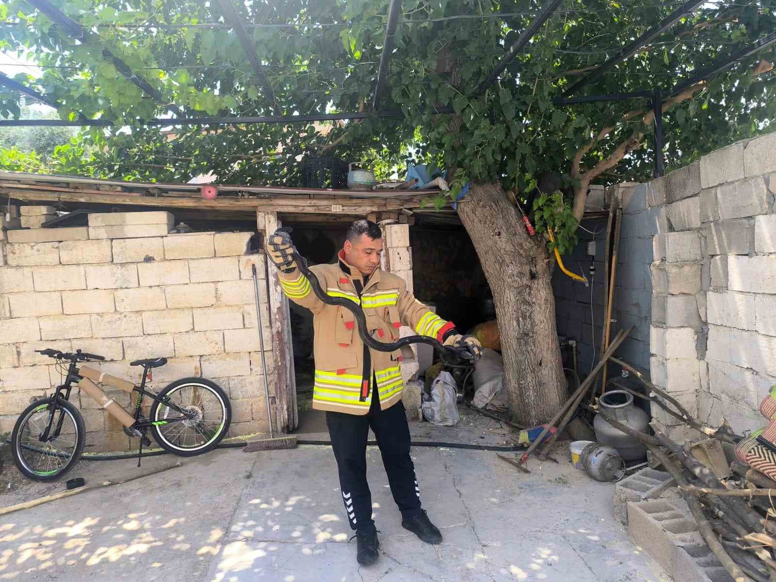 Evin bahçesinde görülen 2 karayılan paniğe neden oldu