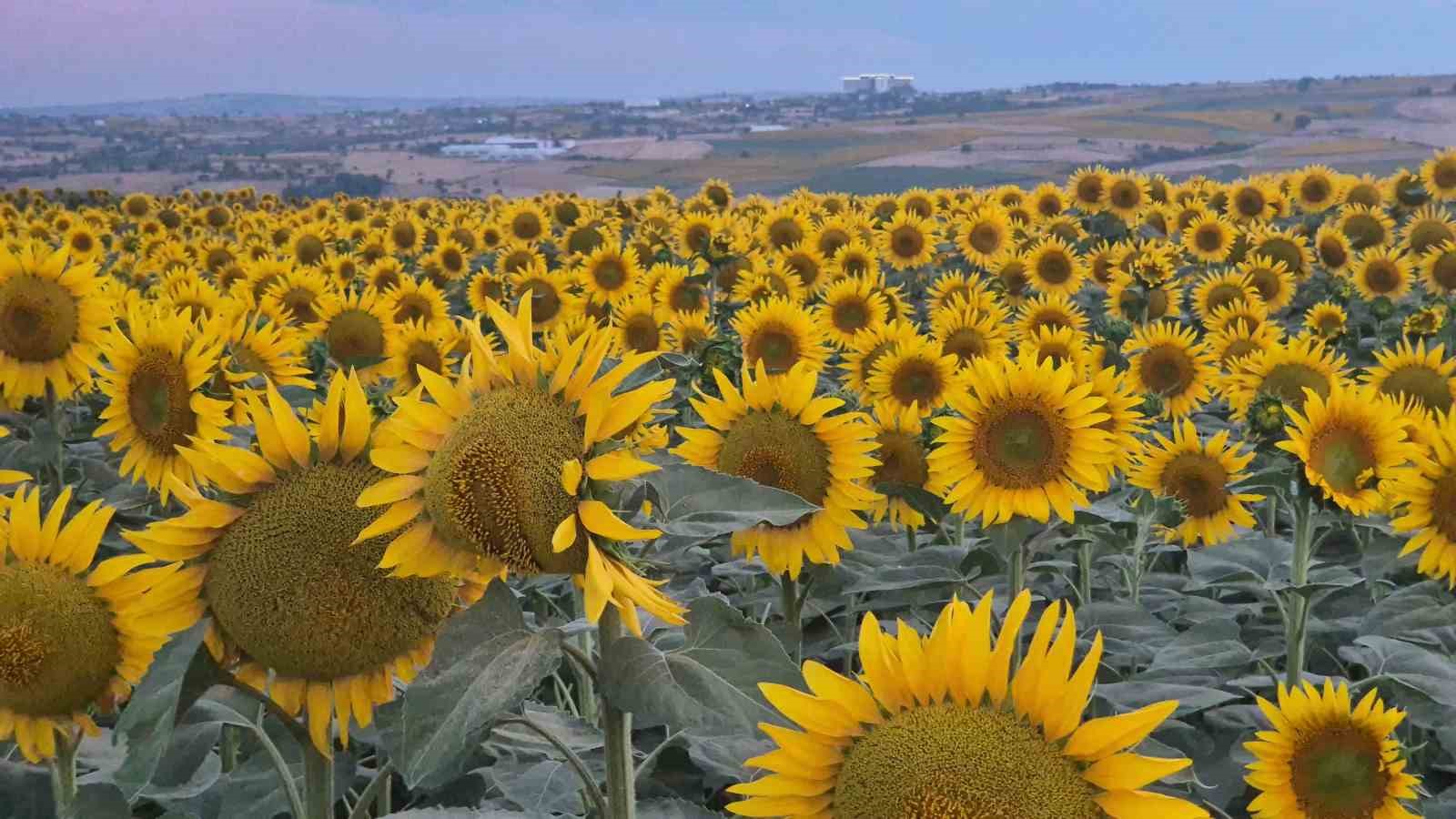 Tekirdağ’da ayçiçeği tarlaları görsel şölene dönüştü