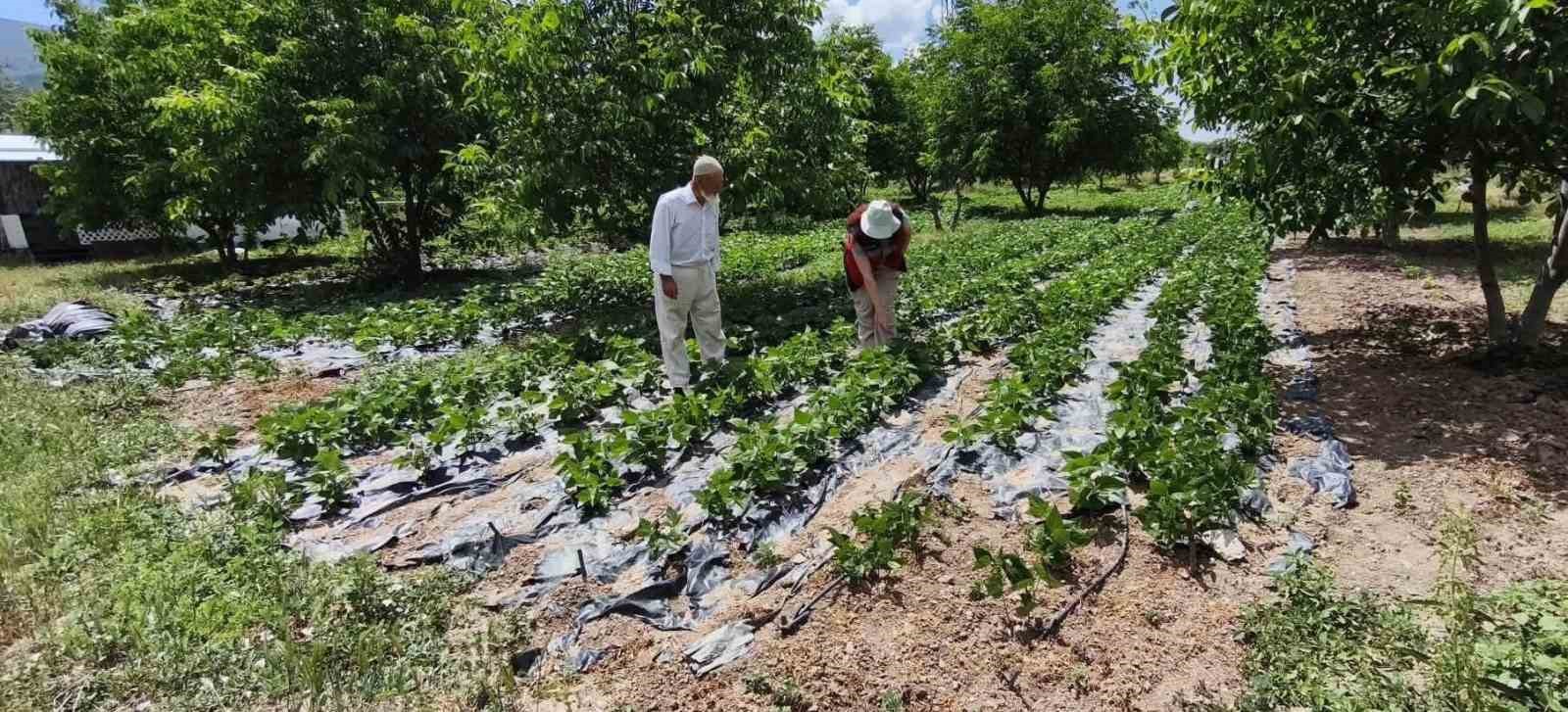 Kütahya’da nohut ve barbunya demonstrasyon alanlarında inceleme