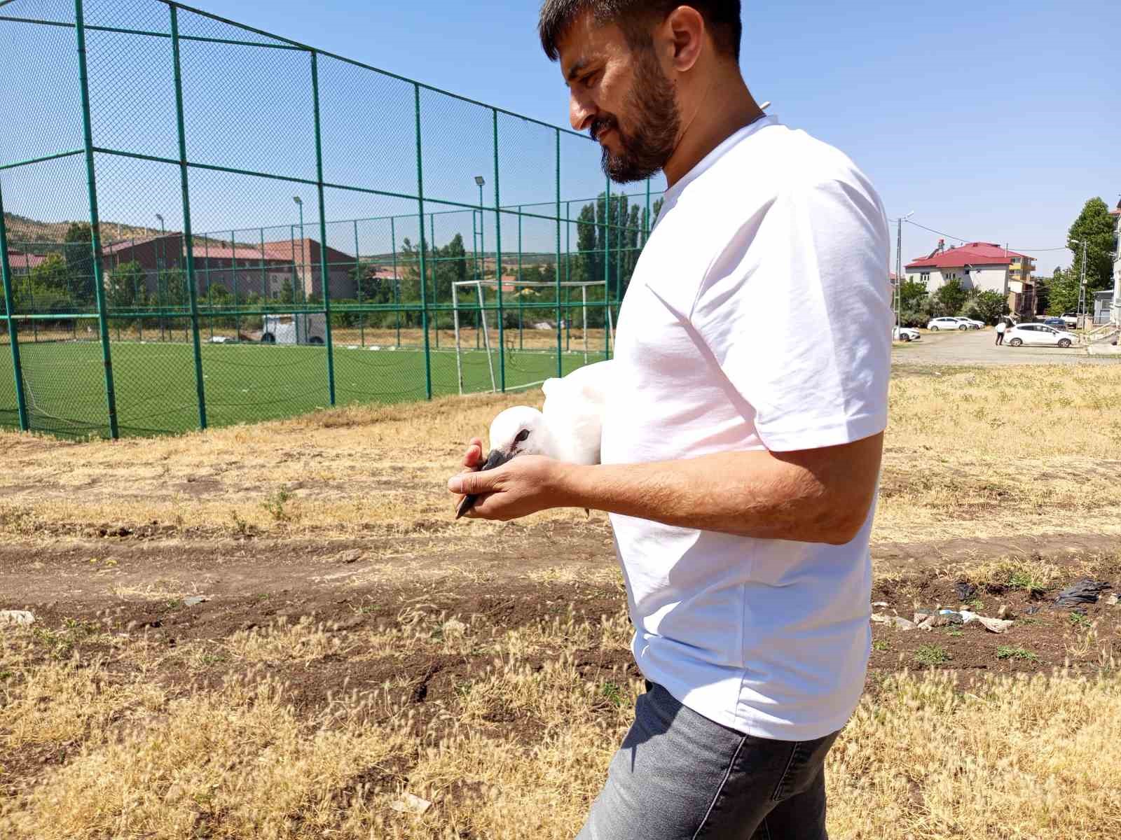 Defalarca yuvadan düşen yavru leylek doğaya bırakıldı