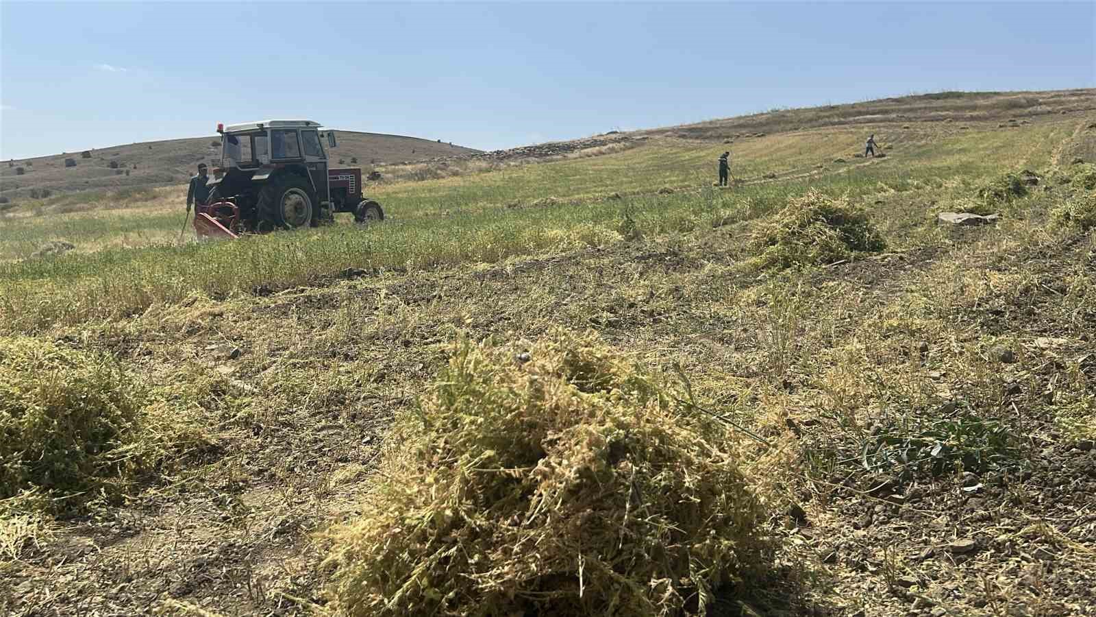 Yozgat’ta mercimek hasadı başladı, çiftçinin yüzü güldü, verim beklentisi yükseldi
