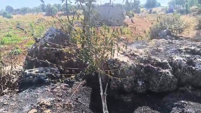Dicle’de örtü yangını: Onlarca meyve ağacı alevlere teslim oldu