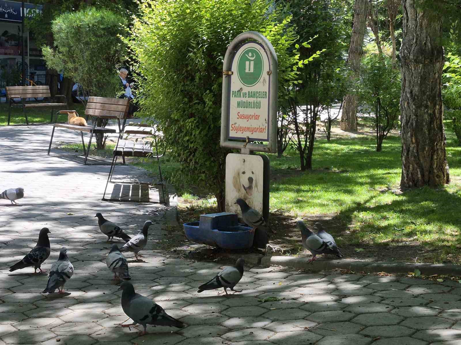 Susayan onlarca güvercin, köpekler için konulan suyu içti