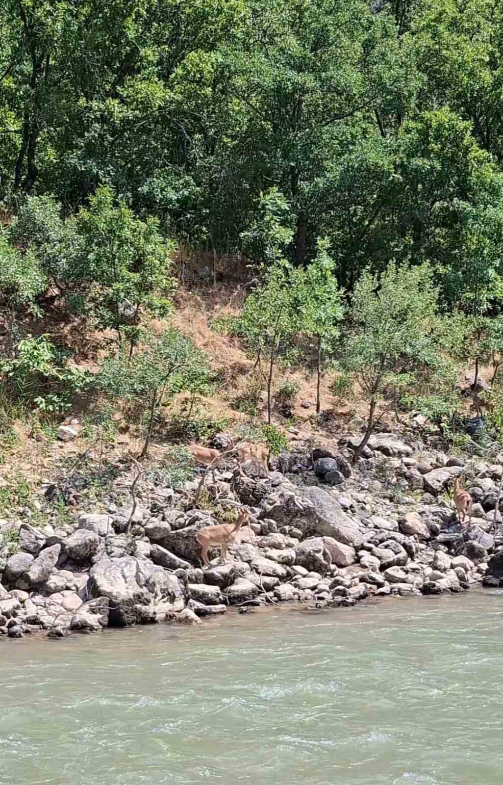 Tunceli’de koruma altındaki dağ keçileri Munzur Nehri kıyısında görüntülendi
