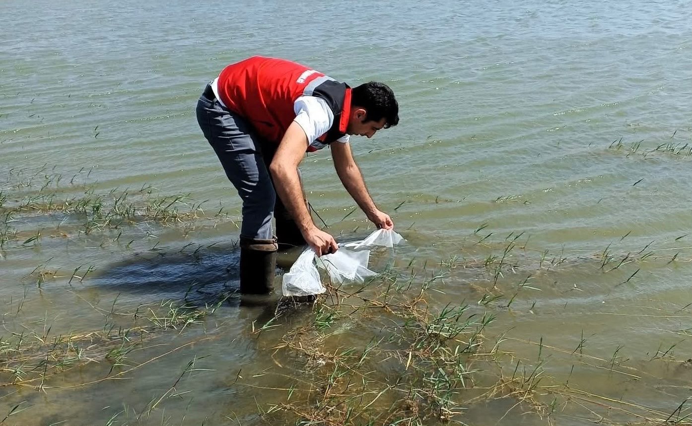 Tekirdağ’da göletlere 150 bin balık bırakıldı