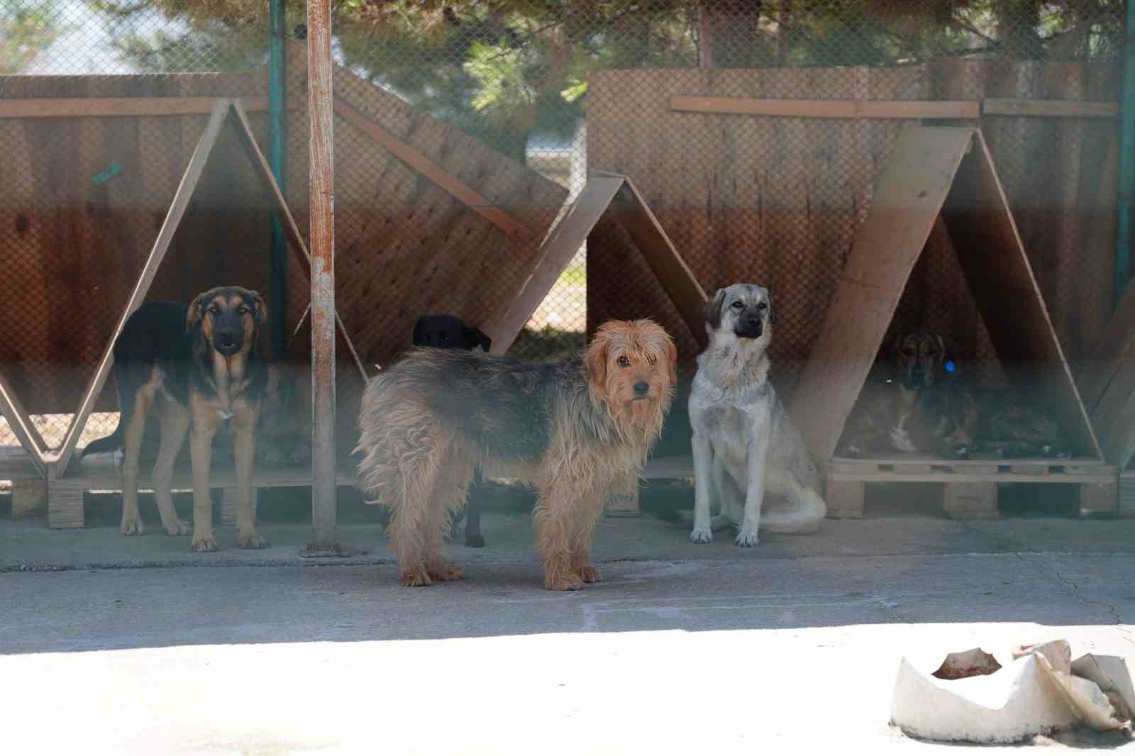 Bolu’da 8 ayda 621 kedi ve köpek sahiplendirildi